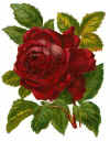 roseb